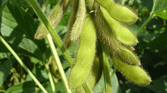 Soybean