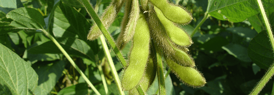 Soybean