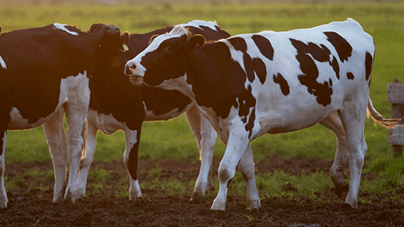 Aliments pour vaches