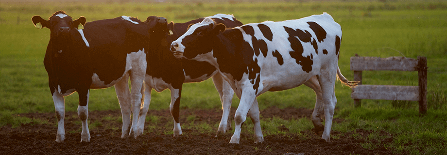 Pienso para vacas