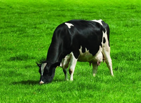 Dairy Cow