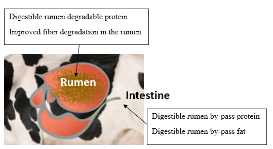 Diagrama del rumen