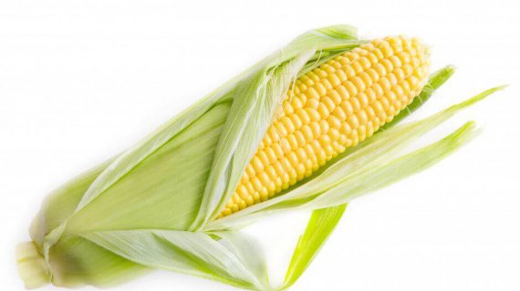 Maize